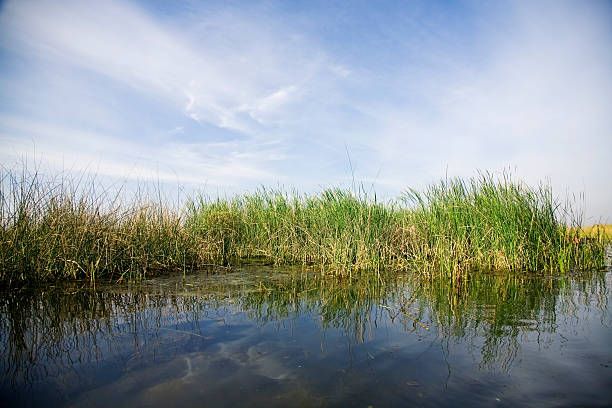 istock Marshland of Nalsarovar 173023770