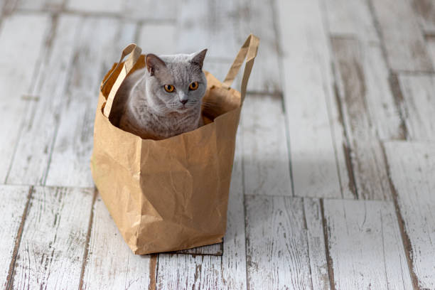 gatto in una borsa - domestic cat bag shopping gift foto e immagini stock