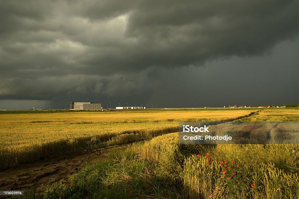 Yellow field y vehemente sky - Foto de stock de Abierto libre de derechos