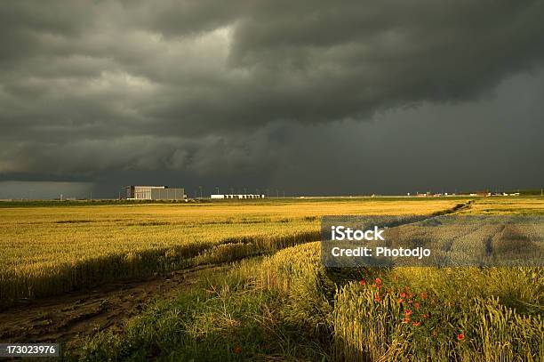 Yellow Field Y Vehemente Sky Foto de stock y más banco de imágenes de Abierto - Abierto, Agricultura, Ajardinado