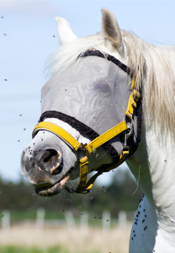 close up of a white horse with a fly cover