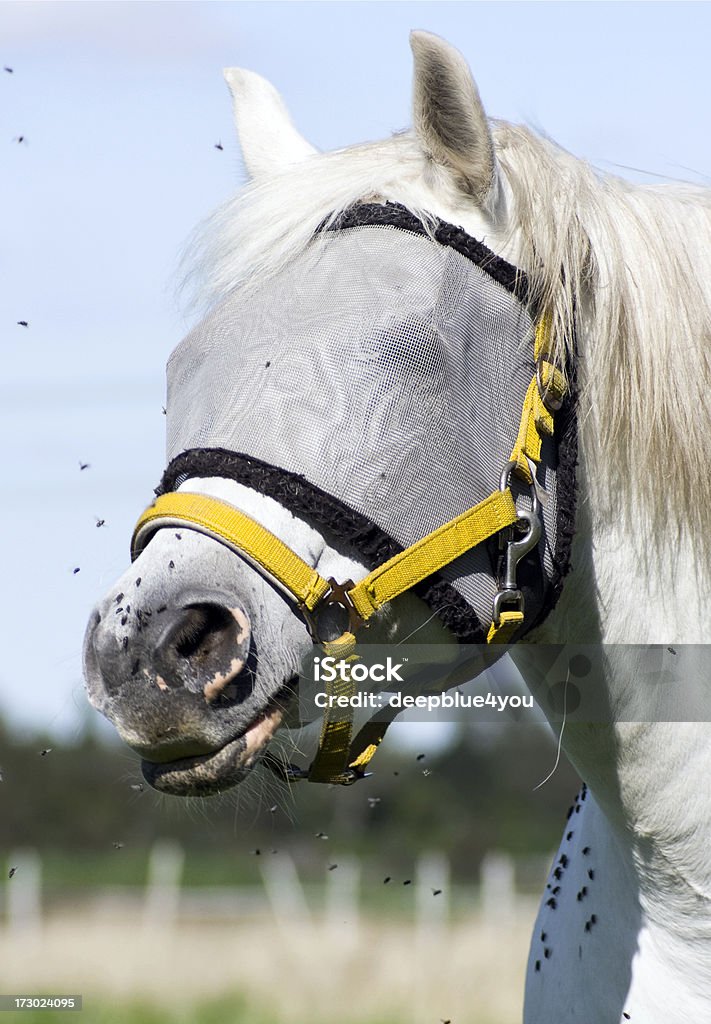 Biały Koń z fly obejmuje - Zbiór zdjęć royalty-free (Koń)