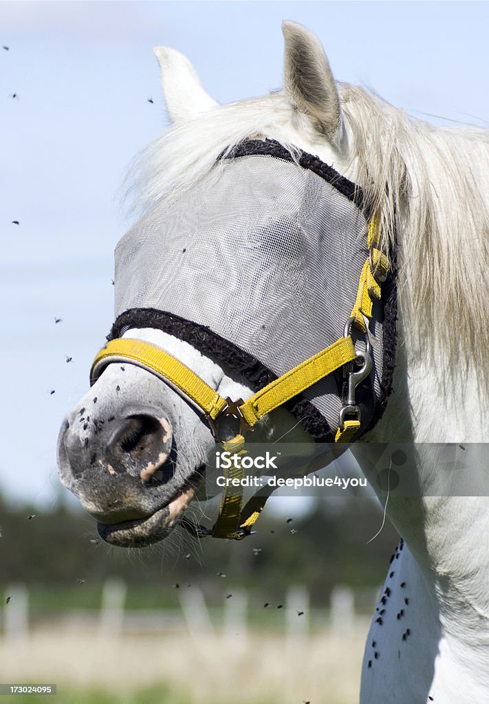 Cavalo branco correr com uma tampa - Royalty-free Cavalo - Família do Cavalo Foto de stock