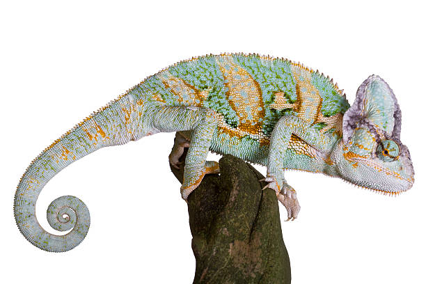 Chameleon perched on branch Multicolored Chameleon perched on branch isolated on white background prehensile tail stock pictures, royalty-free photos & images