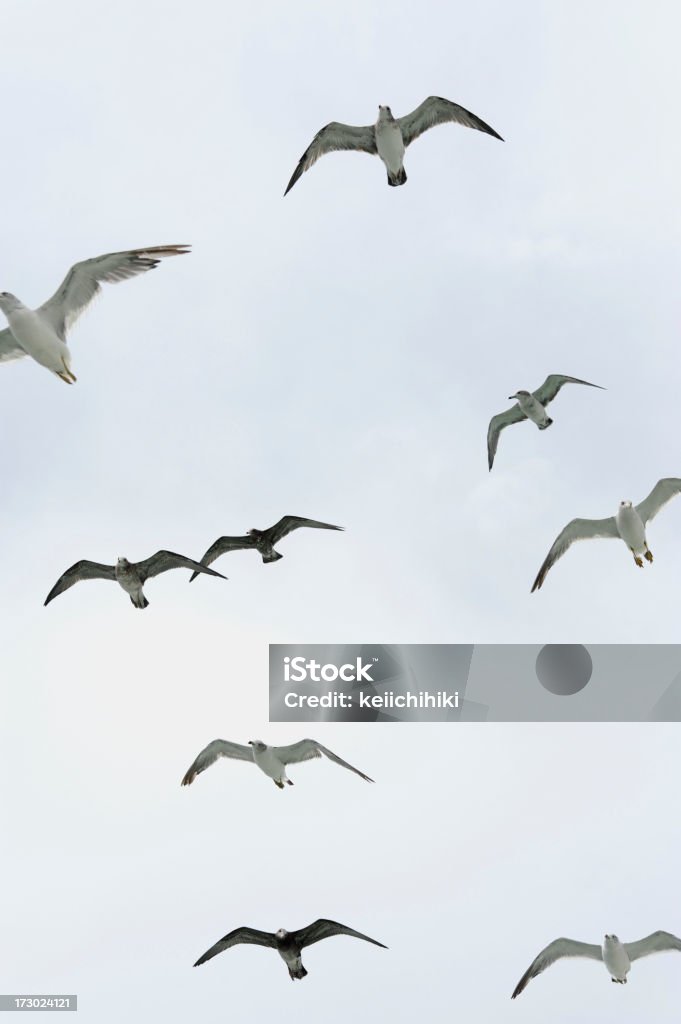 Liberdade no Céu - Royalty-free Animal Foto de stock