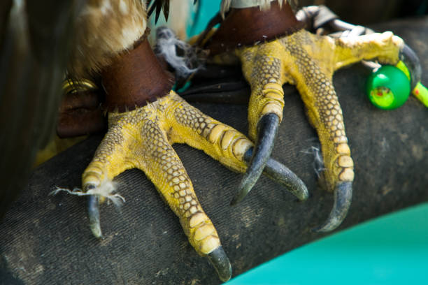 istock Crossed talons of a Golden Eagle 173024194