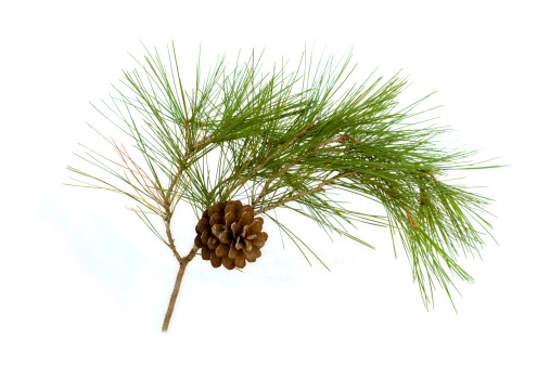 Pine Cone on white background