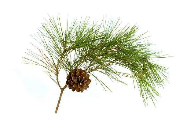 Photo of A pine cone hanging on a branch with green thistles