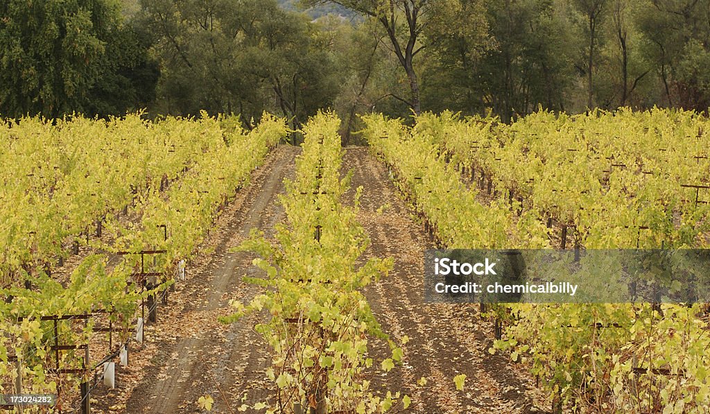 Vineyard - Photo de Vignoble libre de droits