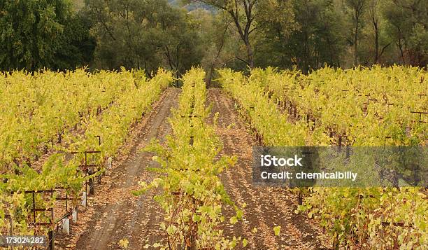 Photo libre de droit de Vineyard banque d'images et plus d'images libres de droit de Vignoble - Vignoble, État de Washington, Agriculture