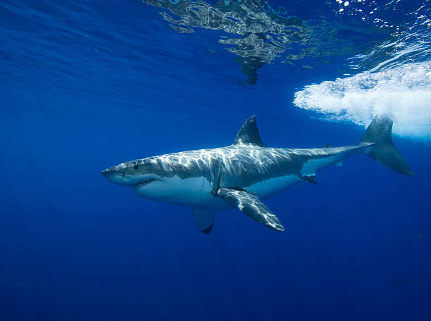 Great White Shark stock photo