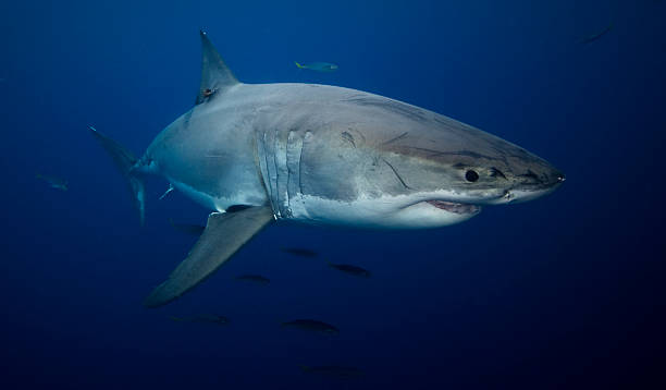 istock Great white shark swimming in the ocean 173024380