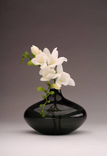 Freesia in vase stock photo