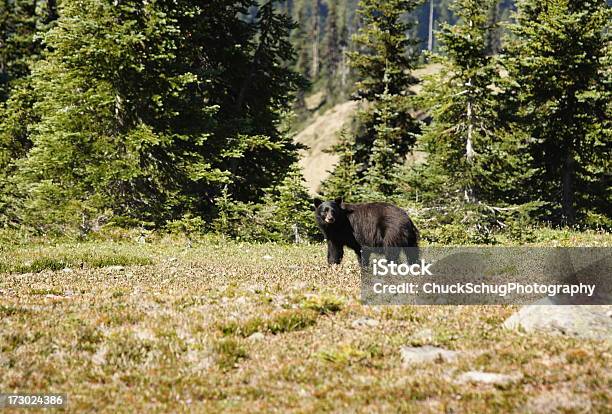 Black Bear Ursus Americanus Foraging Stock Photo - Download Image Now - Agricultural Field, American Black Bear, Animal