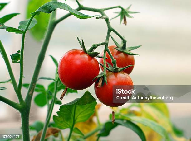 Cherry Tomatos Stockfoto und mehr Bilder von Blatt - Pflanzenbestandteile - Blatt - Pflanzenbestandteile, Fotografie, Frische