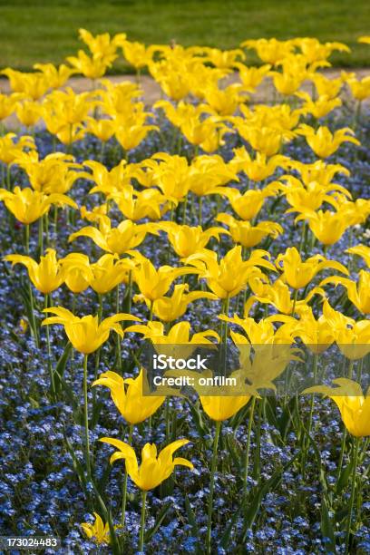 Foto de Tulipas E Esquecerme Não Têm e mais fotos de stock de Aberto - Aberto, Amarelo, Azul