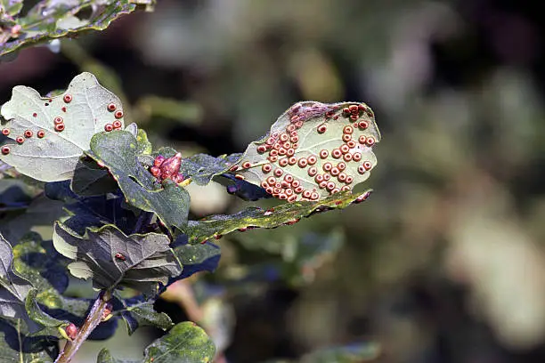 These galls are produced by tiny Cynipid wasps, which go through a complicated life cycle involving two stages of development. In June, a generation of male and female wasps hatch from currant galls. The adults mate and the female lays fertilized eggs on the undersides of  oak leaves. These cause the creation of the spangle galls, in which the grub matures. The spangle galls fall from the leaves in September and the wasp continues to grow within the leaf litter, producing a female-only generation in the following spring.