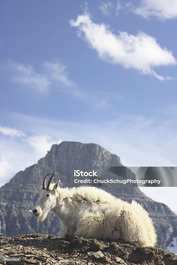 Mountain Goat Ram Oreamnos americanus Mountain goat ram Oreamnos americanus on promentory framed by Mount Reynolds in Glacier National Park, Montana. Animal Stock Photo