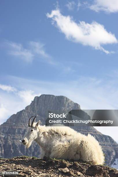 Mountain Goat Ram Oreamnos Americanus Stock Photo - Download Image Now - Animal, Animal Back, Animal Behavior