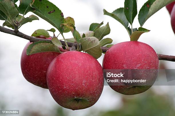 Спелые Яблоки — стоковые фотографии и другие картинки Без людей - Без людей, Ветвь - часть растения, Горизонтальный