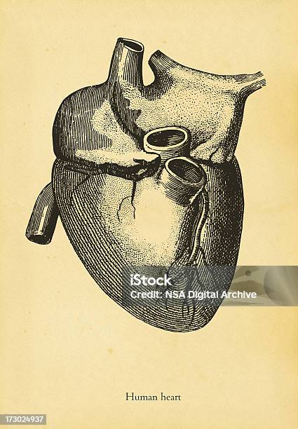 Cuore Umano - Immagini vettoriali stock e altre immagini di Anatomia umana - Anatomia umana, Antico - Vecchio stile, Composizione verticale