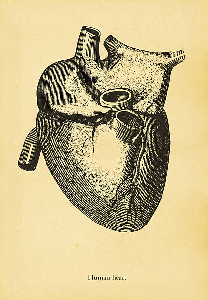 istock Vintage pen and ink diagram of a human heart 173024937