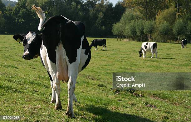 Mucca Guardando Indietro - Fotografie stock e altre immagini di Agricoltura - Agricoltura, All'indietro, Ambientazione esterna