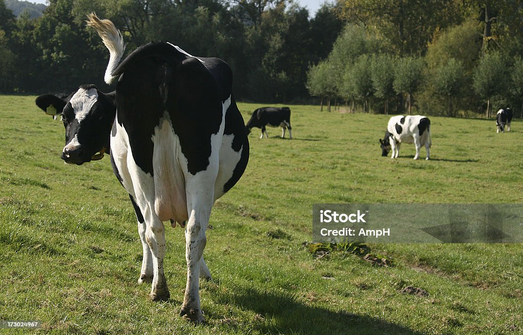 牛お探しの背面 - ウシのロイヤリティフリーストックフォト