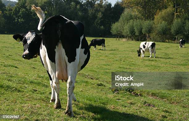牛お探しの背面 - ウシのストックフォトや画像を多数ご用意 - ウシ, オランダ, オランダ文化