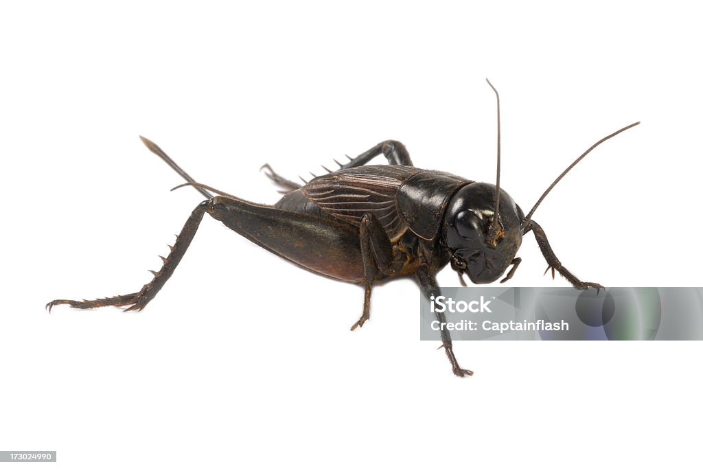 Крикет - Стоковые фото Сверчок - насекомое роялти-фри