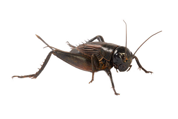 cricket - cırcır böceği böcek stok fotoğraflar ve resimler