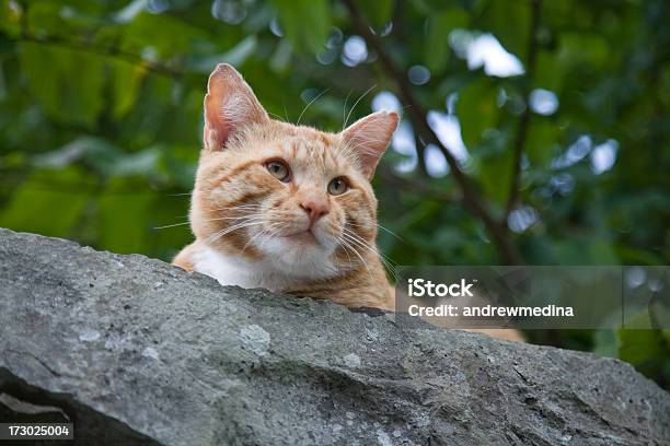 Foto de Alerta De Gato Mais Animais Em Lightox Abaixo e mais fotos de stock de Amarelo avermelhado claro - Amarelo avermelhado claro, Animais caçando, Animal