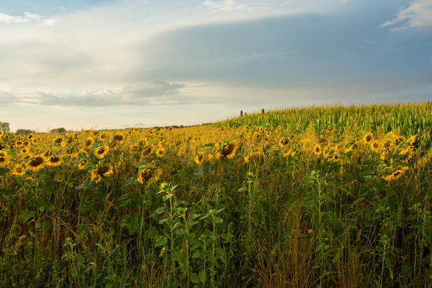istock Sunflower fields in Flanders, Belgium 1730250627