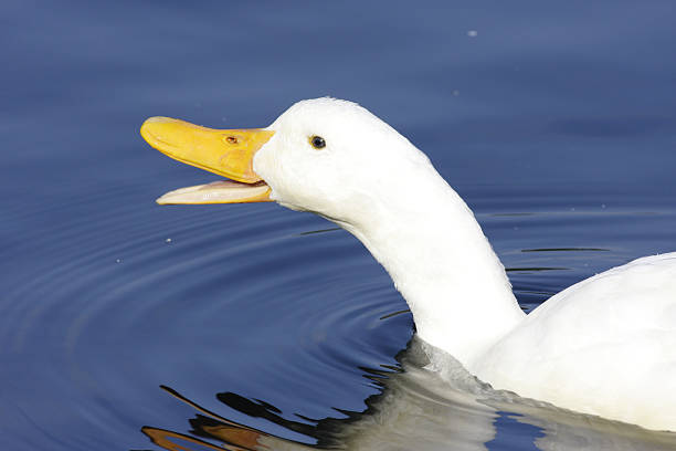 istock White farmyard duck swimming quacking calling open beak 173025069