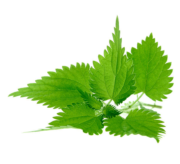 ortica su bianco - stinging nettle foto e immagini stock