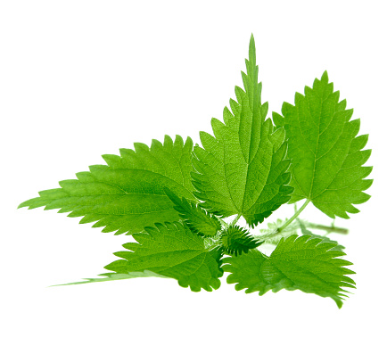 Close-up of nettle leaves isolated on white.