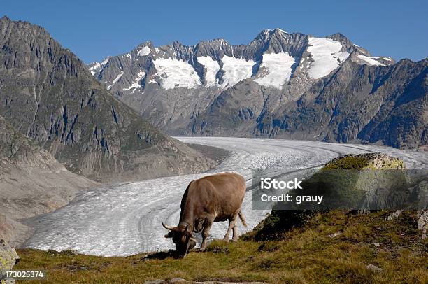 Una Mucca Svizzero Che Grazes Sulla Alp - Fotografie stock e altre immagini di Alpi - Alpi, Alpi svizzere, Animale