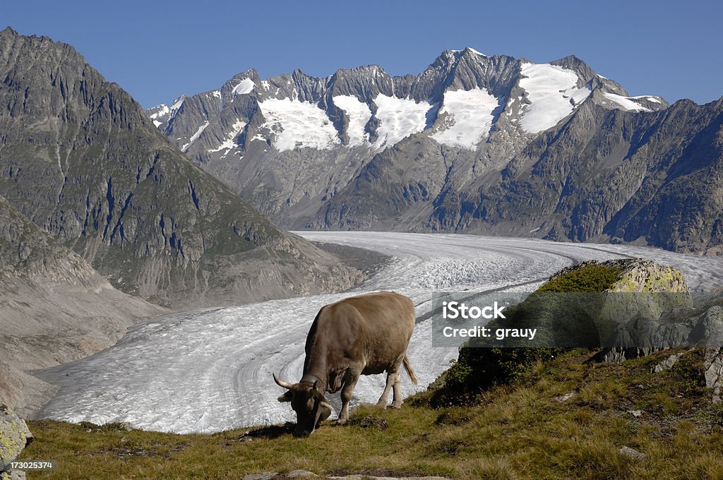 Um queijo suíço vaca que pasta nas Alp - Foto de stock de Alpes europeus royalty-free