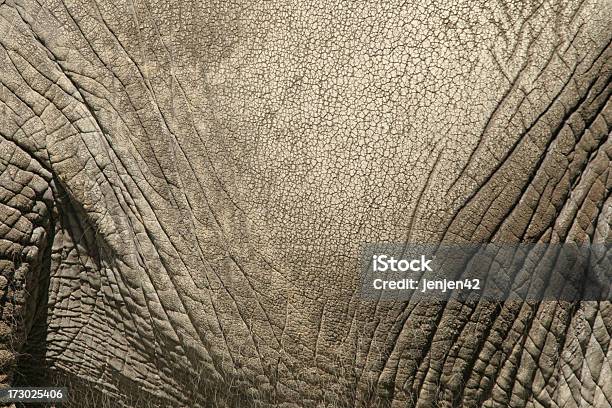 Trama Di Pelle Di Elefante - Fotografie stock e altre immagini di Elefante - Elefante, Pelle di animale, Ruvido