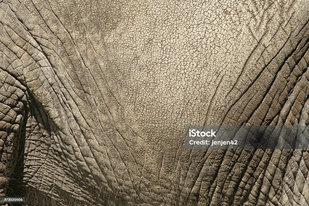 코끼리 피부 애니메이션 - 로열티 프리 거친 스톡 사진