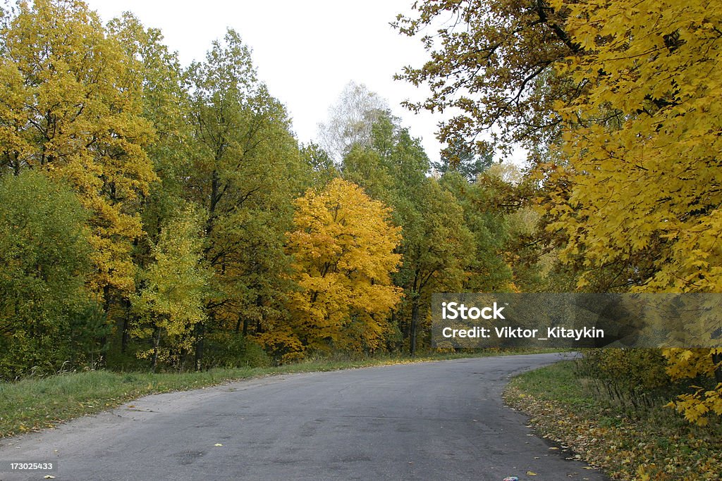 De otoño road - Foto de stock de Amarillo - Color libre de derechos