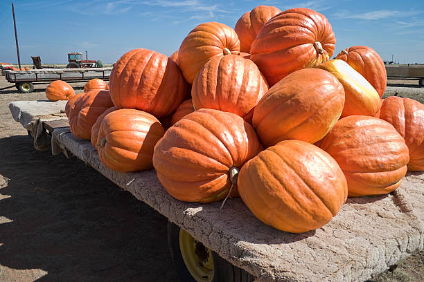 istock harvested Big Mac pumpkins on wagon 173025496