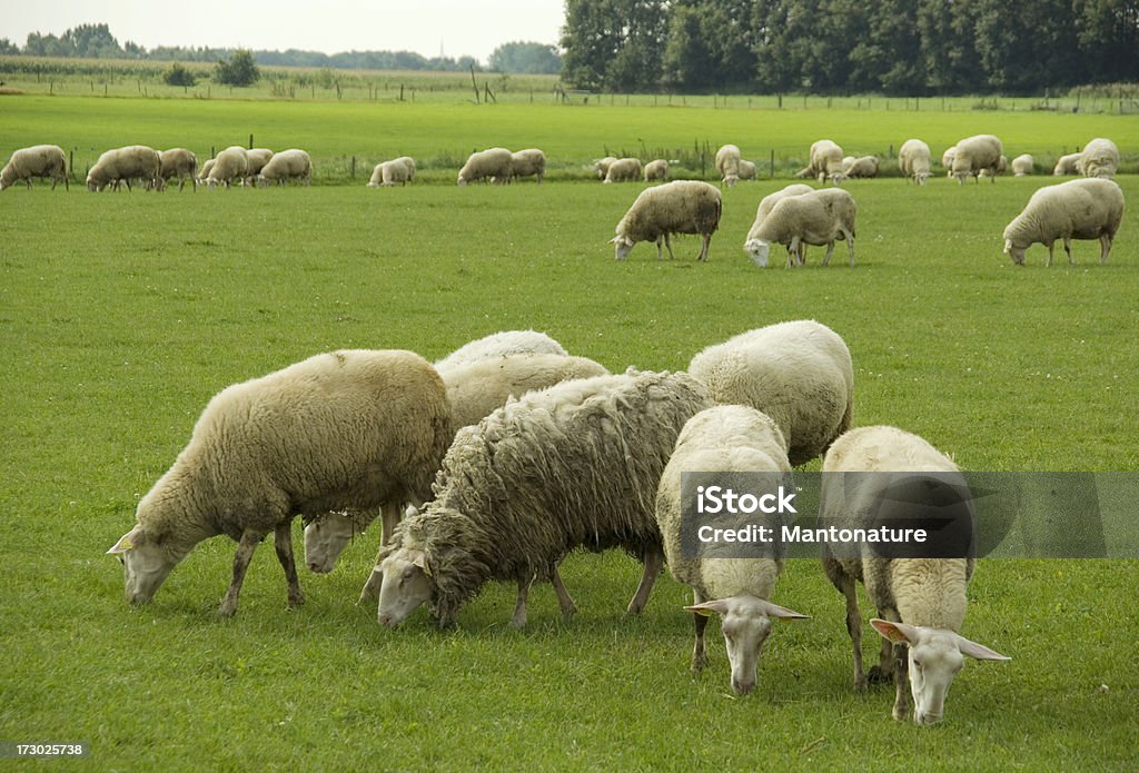 Pecore nel campo - Foto stock royalty-free di Agricoltura