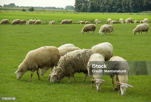 Pecore Nel Campo - Fotografie stock e altre immagini di Agricoltura - Agricoltura, Albero, Ambientazione esterna