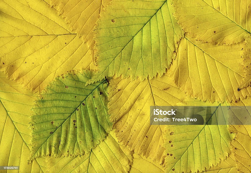 Backgrounds - Autumn Leaves of an Elm Tree Autumn Leaves of an Elm Tree.See also: Autumn Stock Photo