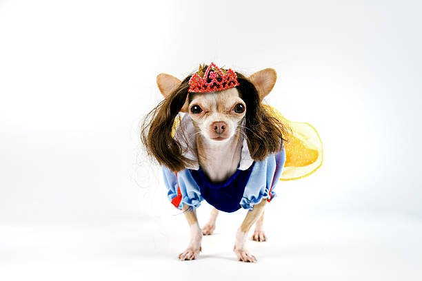 istock Dog adorably dressed like snow white complete with crown 173025776