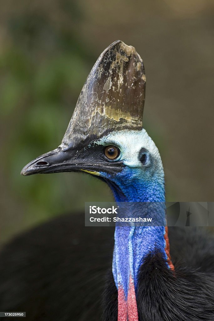 cassowary cassowary bird Animal Stock Photo