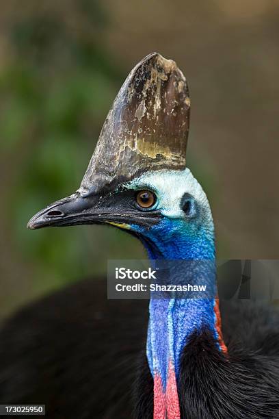 Cassowary Stock Photo - Download Image Now - Animal, Animals In Captivity, Australia