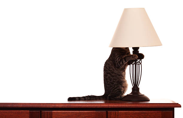 Cat In  A  Lamp Shade Cat in a lamp shade. two heads are better than one stock pictures, royalty-free photos & images