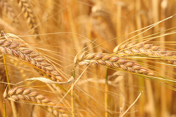 Golden Barley Closeup stock photo